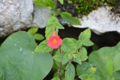 Achimenes erecta