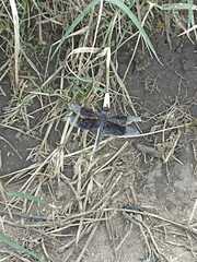 Erythrodiplax funerea