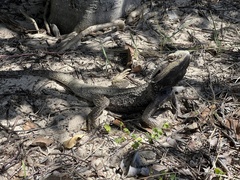 Pogona barbata