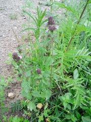 Clinopodium chinense