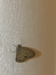 Satyrinae