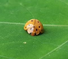 Harmonia sedecimnotata