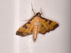 Ategumia ebulealis