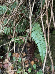 Polystichum braunii