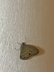 Satyrinae