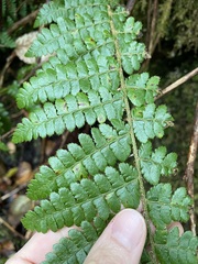 Polystichum braunii
