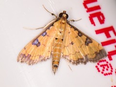 Ategumia ebulealis