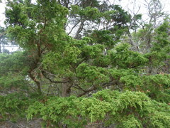 Chamaecyparis thyoides