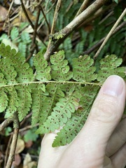 Polystichum braunii
