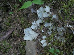 Peltigera leucophlebia