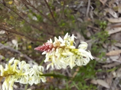 Stackhousia monogyna
