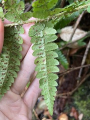 Polystichum braunii
