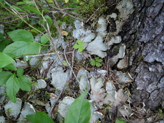 Peltigera leucophlebia