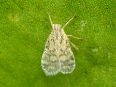 Bothriocera