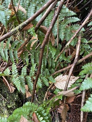 Polystichum braunii