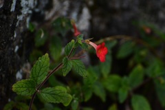 Achimenes erecta