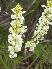 Stackhousia monogyna