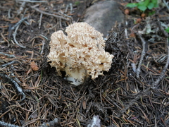 Ramaria rasilispora