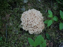 Ramaria rasilispora