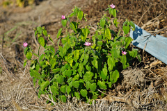 Pavonia lasiopetala