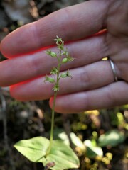 Neottia cordata