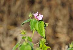 Pavonia lasiopetala