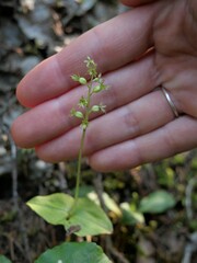 Neottia cordata