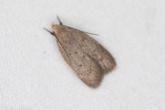 Inga obscuromaculella