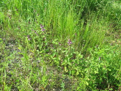 Clinopodium chinense