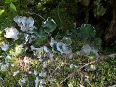 Peltigera leucophlebia