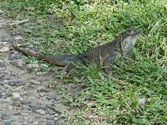 Iguanidae