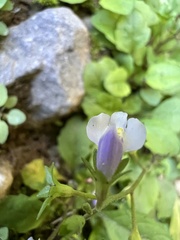Mazus pumilus