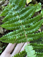 Polystichum braunii