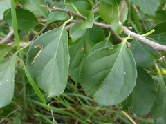 Stigmella salicis