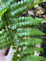 Polystichum braunii