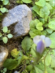 Mazus pumilus