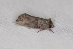Acrolophus piger