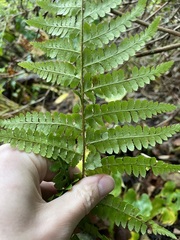 Polystichum braunii