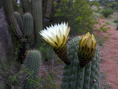 Trichocereus chiloensis