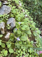 Mazus pumilus