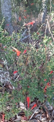 Clinopodium coccineum