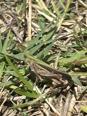 Aiolopus thalassinus