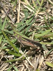 Aiolopus thalassinus