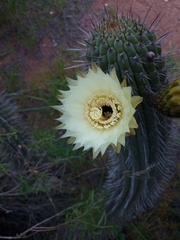 Trichocereus chiloensis