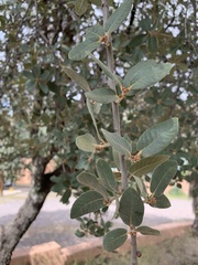Quercus grisea