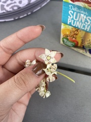 Gomphocarpus physocarpus