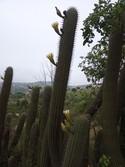 Trichocereus chiloensis