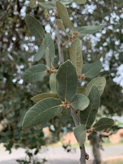 Quercus grisea