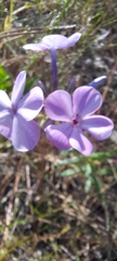 Phlox carolina