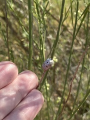 Neolasioptera lathami